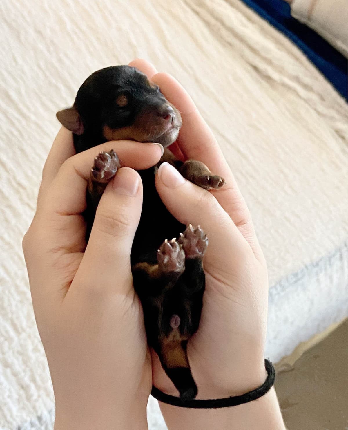 Yorkshire Terrier Stud breeder image 6