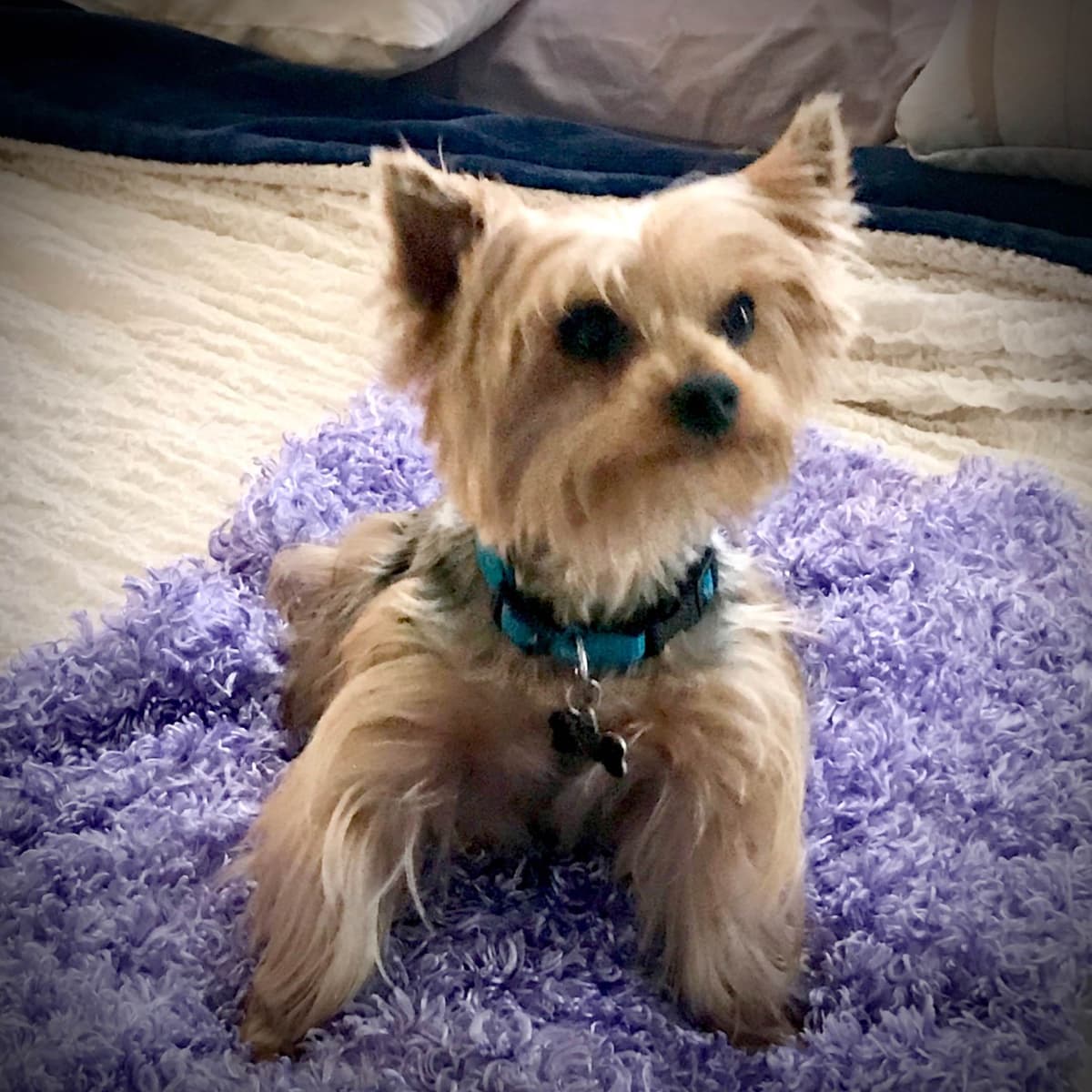 Yorkshire Terrier Stud breeder image 7