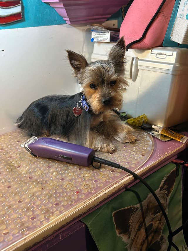 Yorkshire Terrier Stud media 2