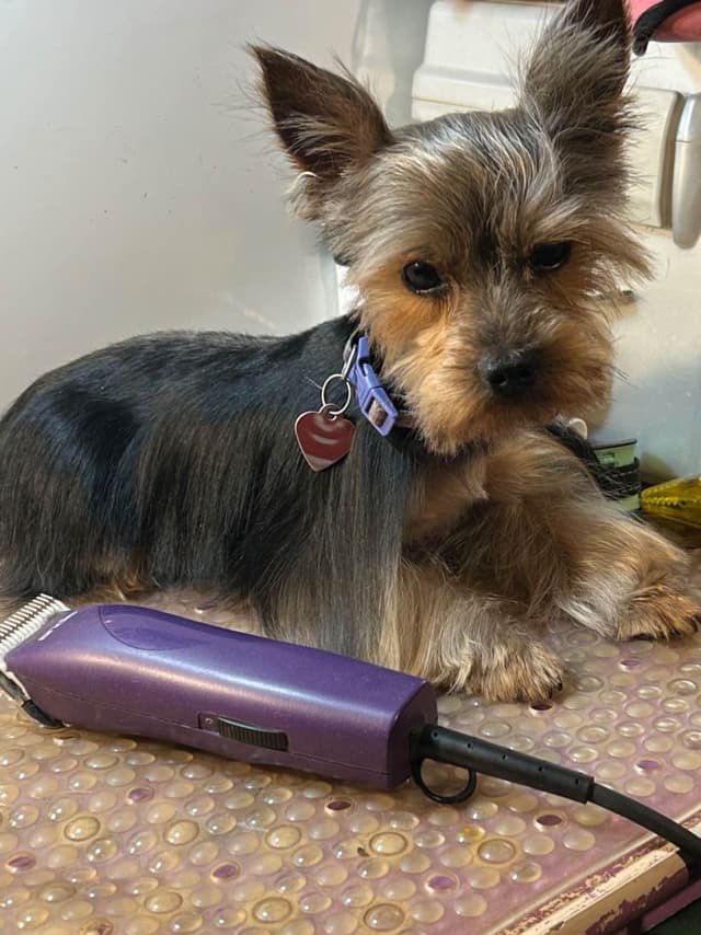 Yorkshire Terrier Stud media 4