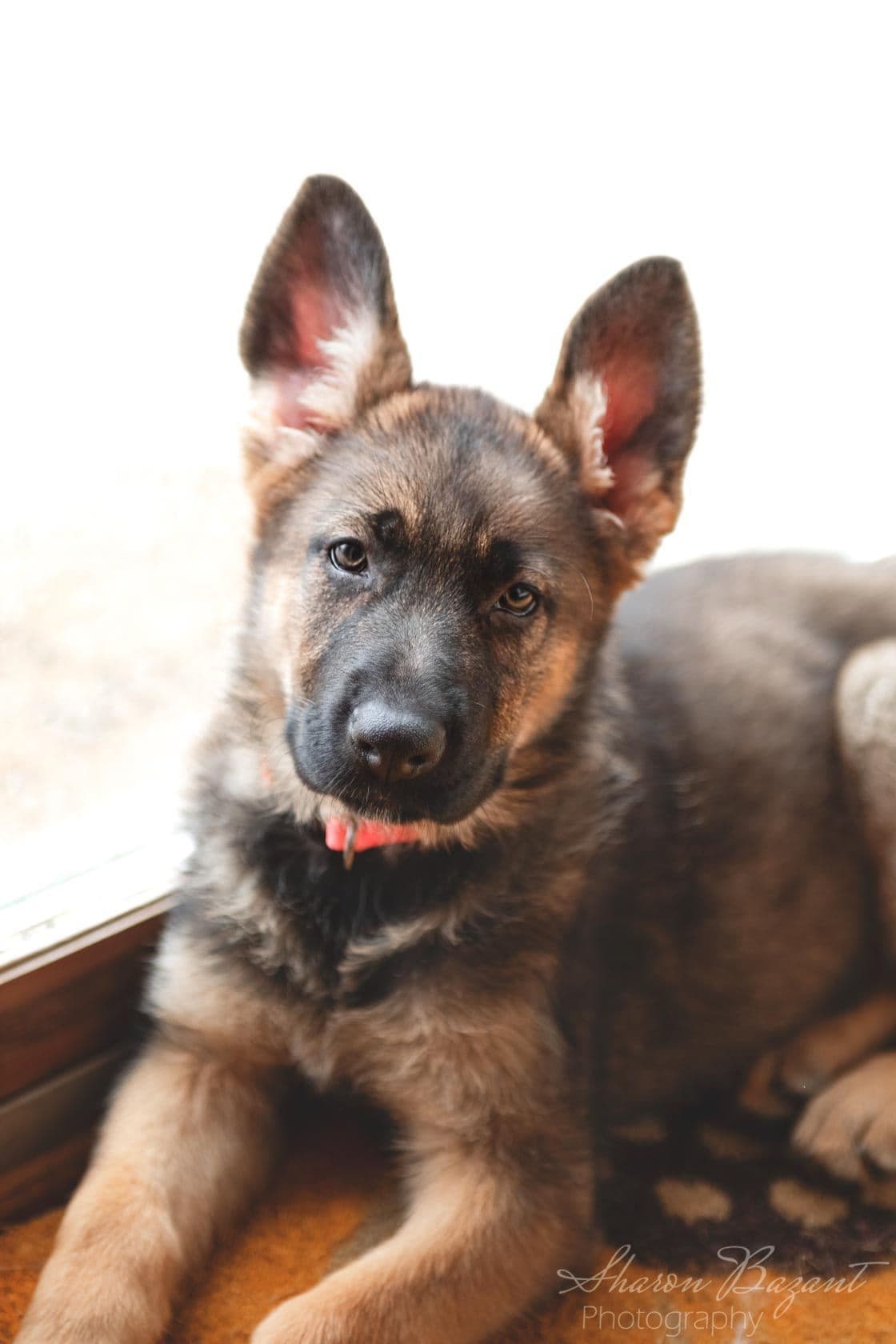 German Shepherd Dog Puppies breeder image 1