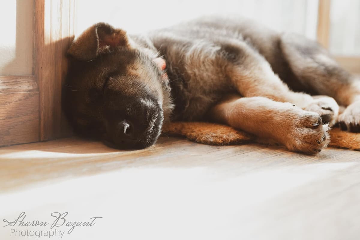 German Shepherd Dog Puppies breeder image 2