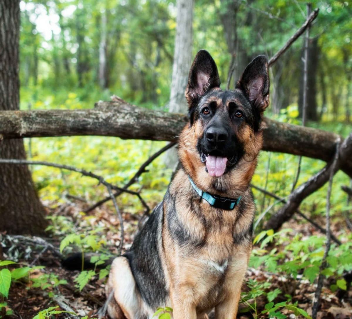 German Shepherd Dog Puppies breeder image 3