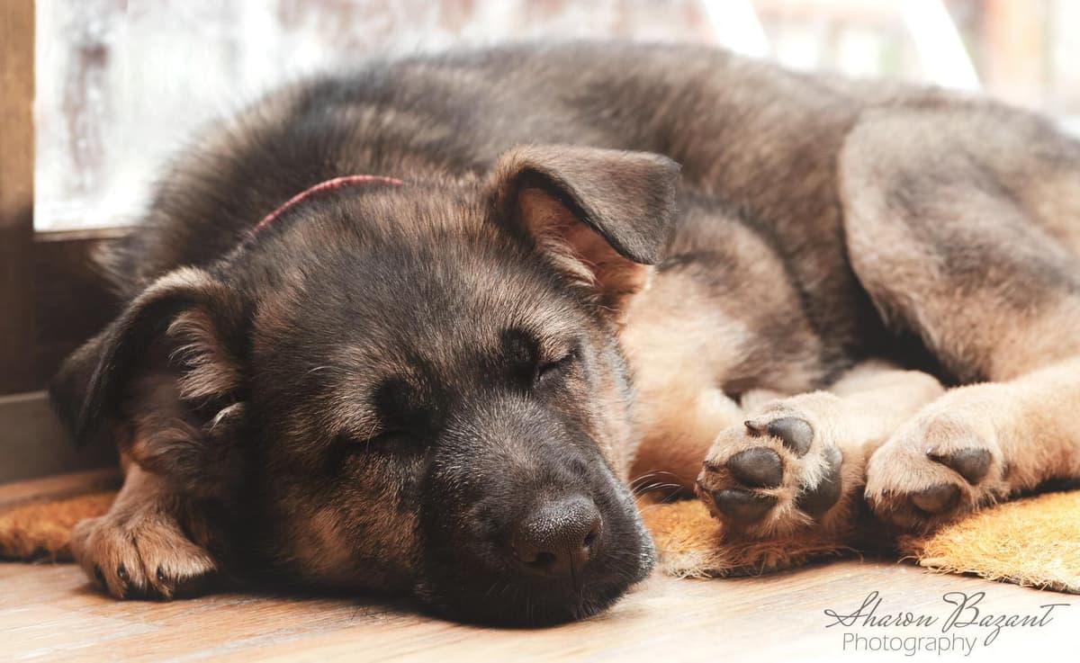 German Shepherd Dog Puppies breeder image 4