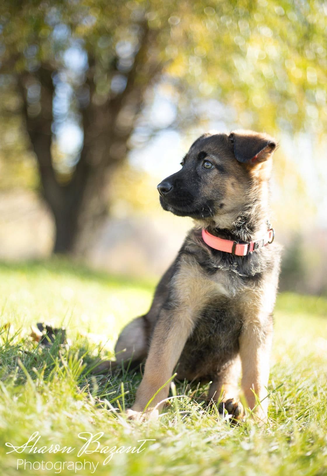 German Shepherd Dog Puppies breeder image 5