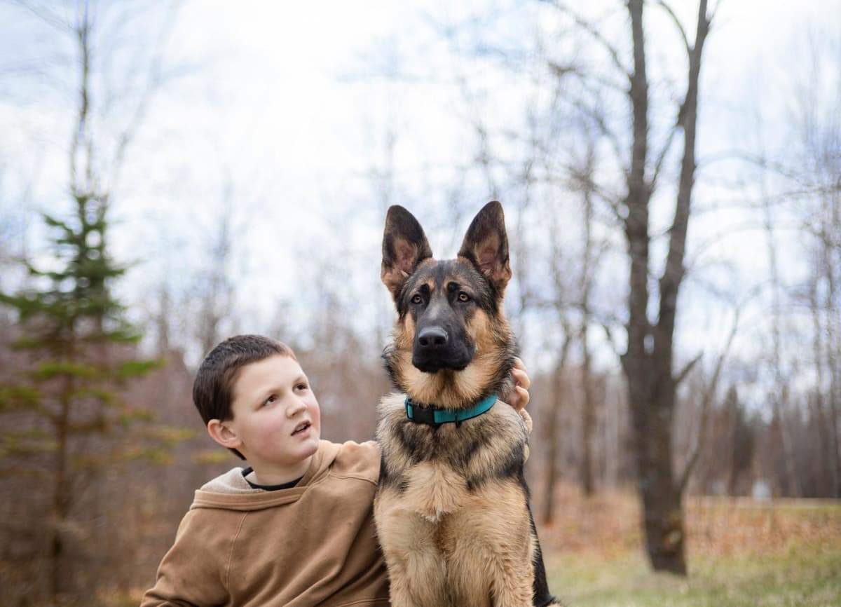 German Shepherd Dog Puppies breeder image 7