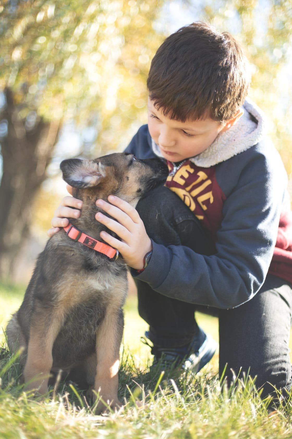 German Shepherd Dog Puppies breeder image 6