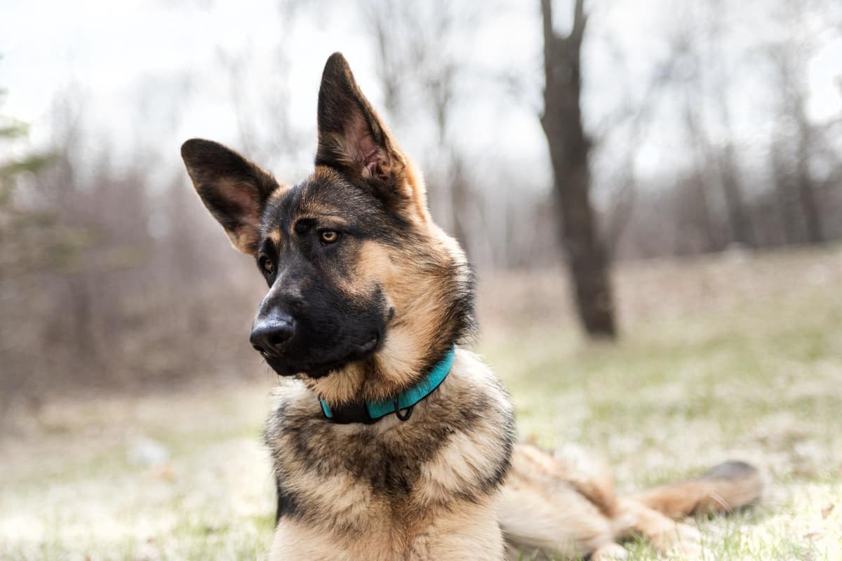 German Shepherd Dog Puppies breeder image 8