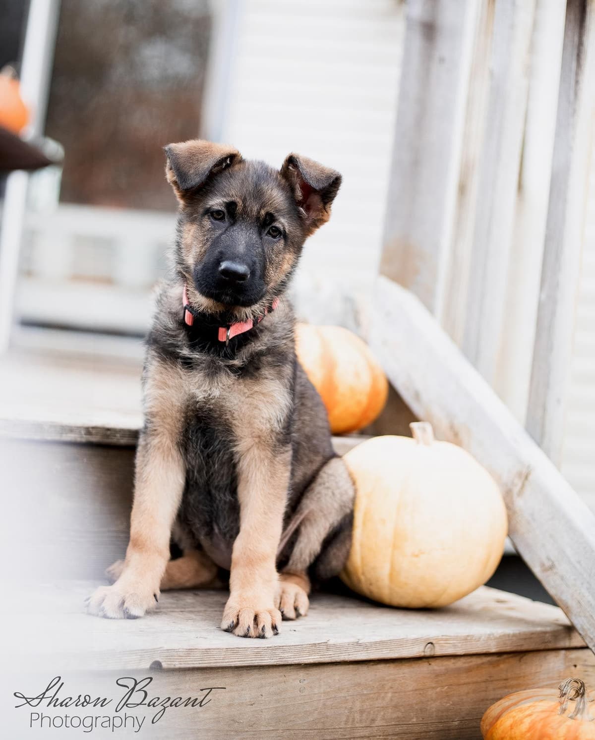 German Shepherd Dog Puppies breeder image 12