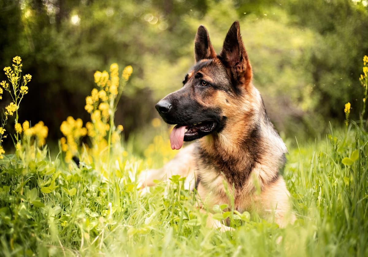 German Shepherd Dog Puppies breeder image 13
