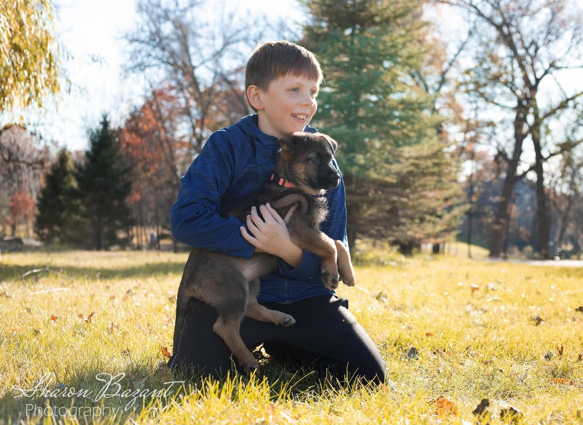 German Shepherd Dog Puppies breeder image 16