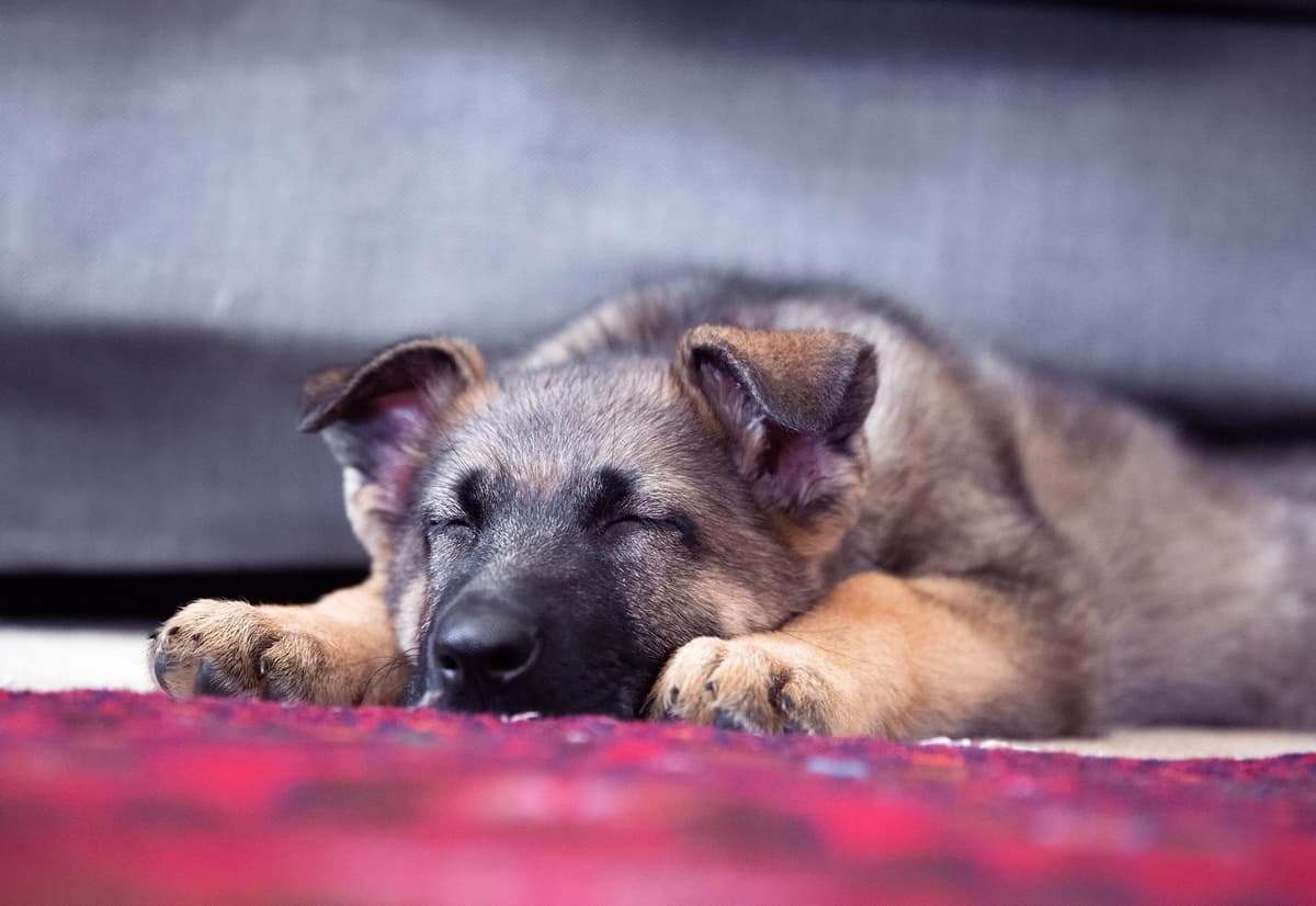 German Shepherd Dog Puppies breeder image 17