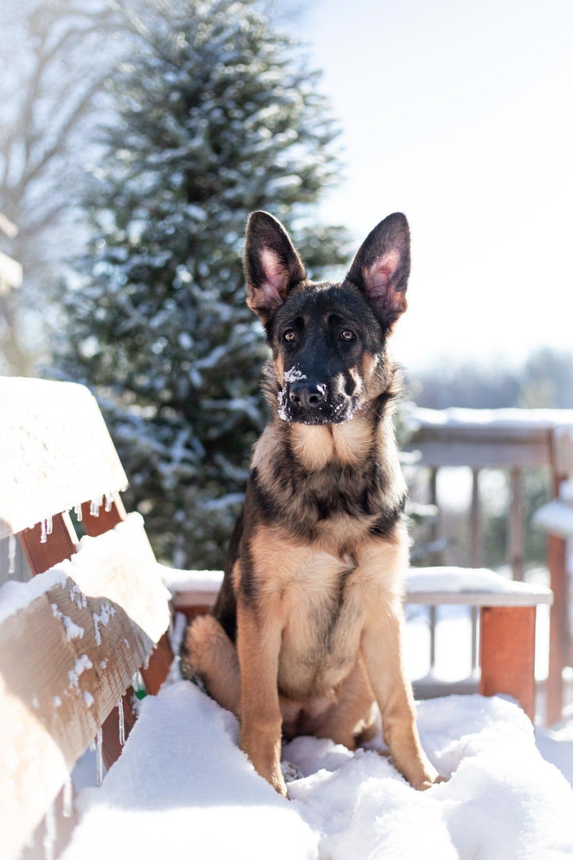 German Shepherd Dog Puppies breeder image 18