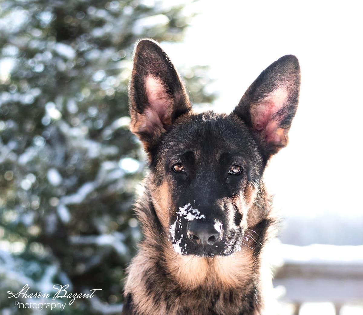 German Shepherd Dog Puppies breeder image 19