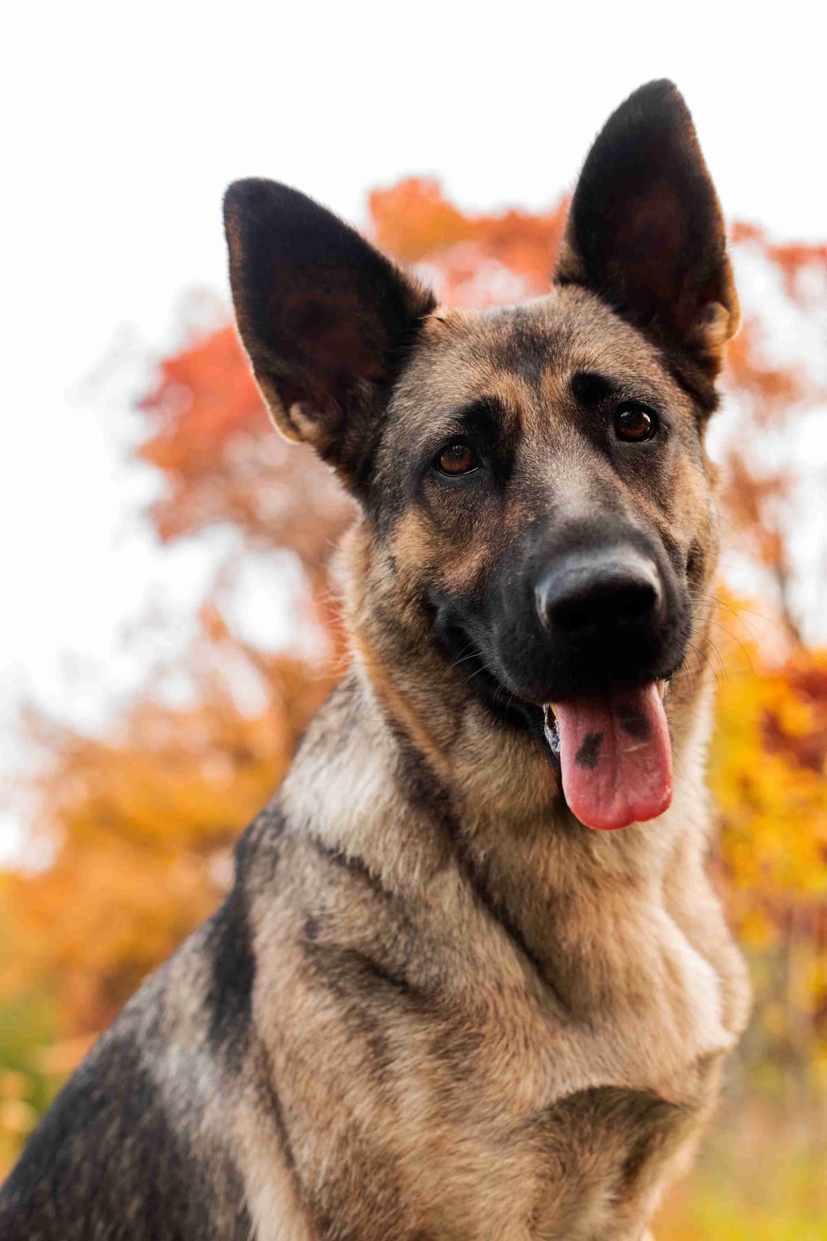 German Shepherd Dog Puppies breeder image 22