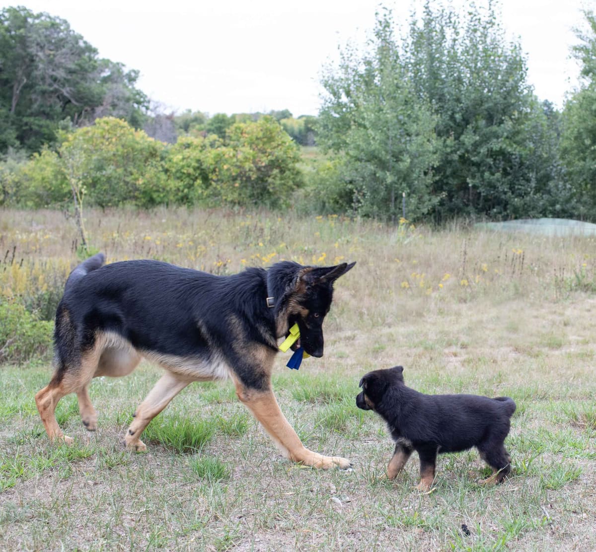 German Shepherd Dog Puppies breeder image 23