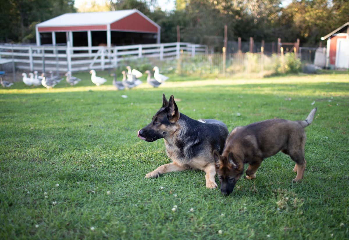 German Shepherd Dog Puppies breeder image 26