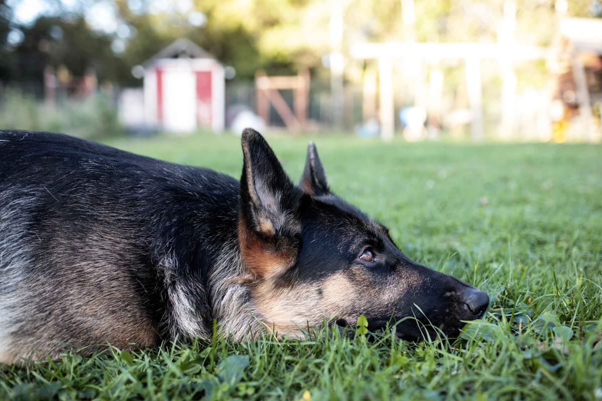 German Shepherd Dog Puppies breeder image 28