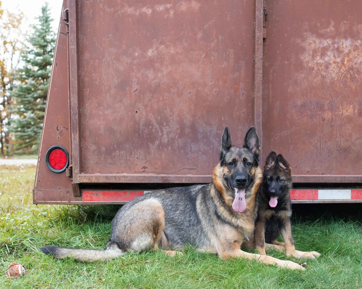 German Shepherd Dog Puppies breeder image 29
