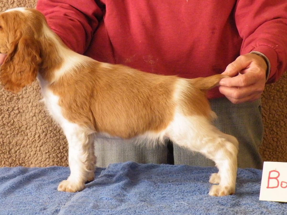 Welsh Springer Spaniel Puppies breeder image 2