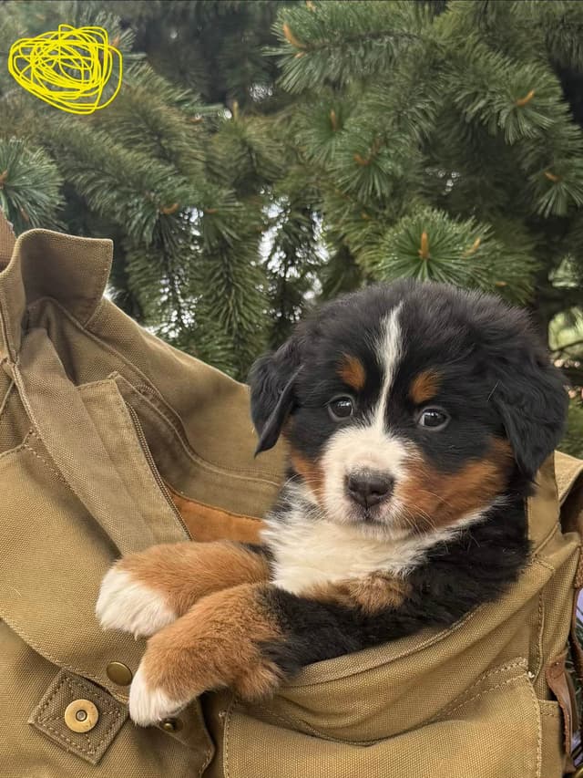 Bernese Mountain Dog Puppies media 3