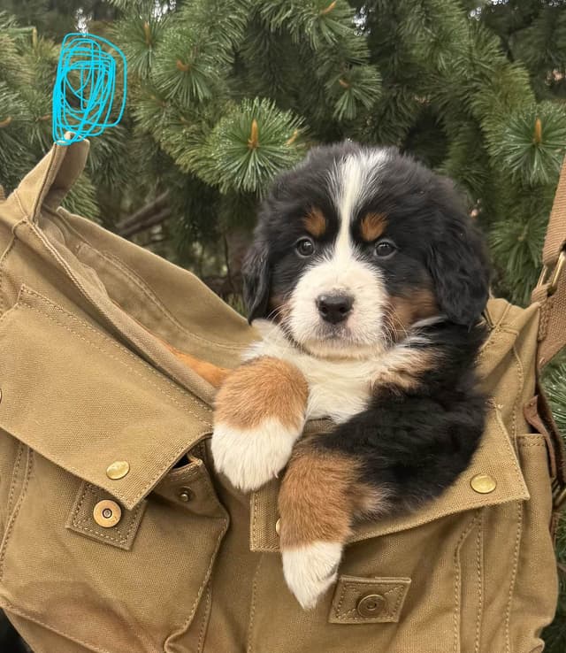 Bernese Mountain Dog Puppies media 4