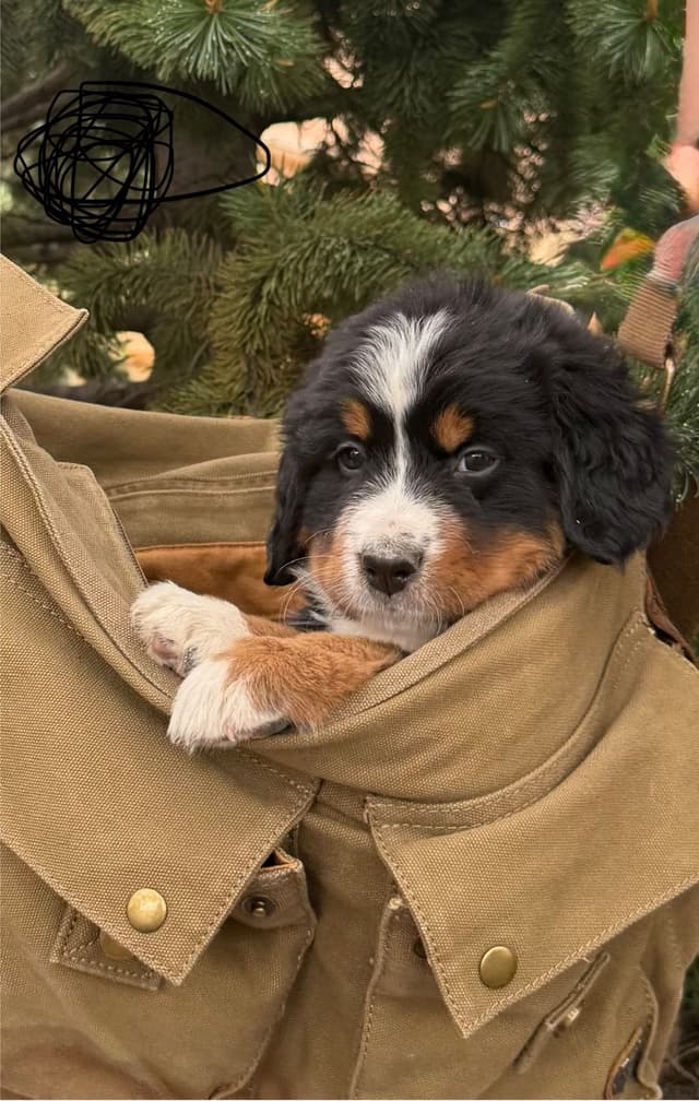 Bernese Mountain Dog Puppies media 5