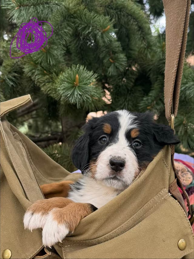 Bernese Mountain Dog Puppies media 6