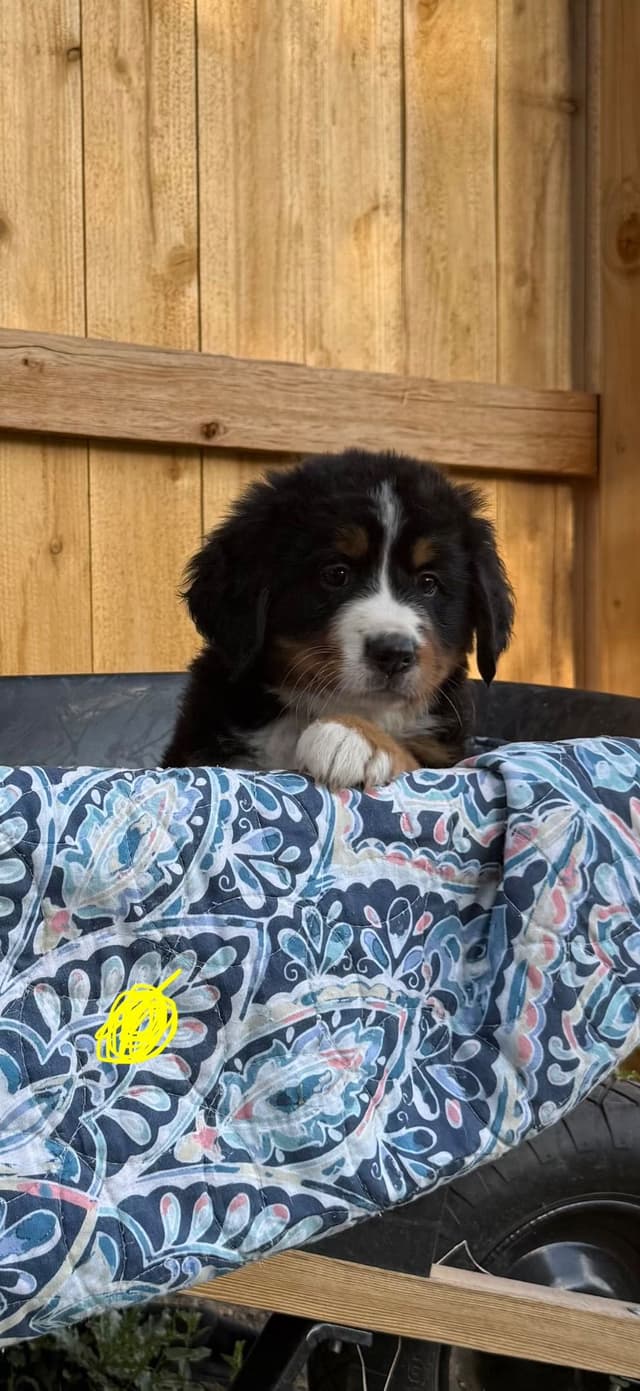 Bernese Mountain Dog Puppies media 7