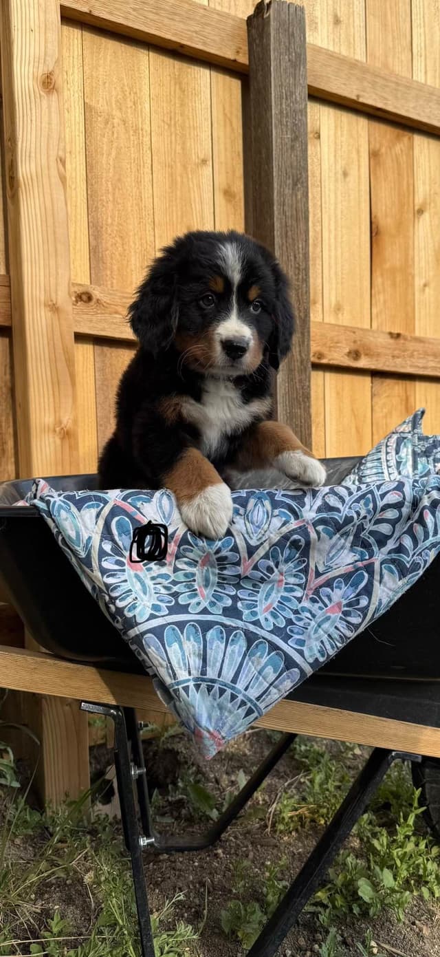 Bernese Mountain Dog Puppies media 8