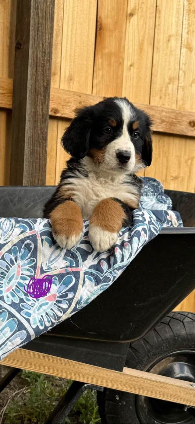 Bernese Mountain Dog Puppies media 9
