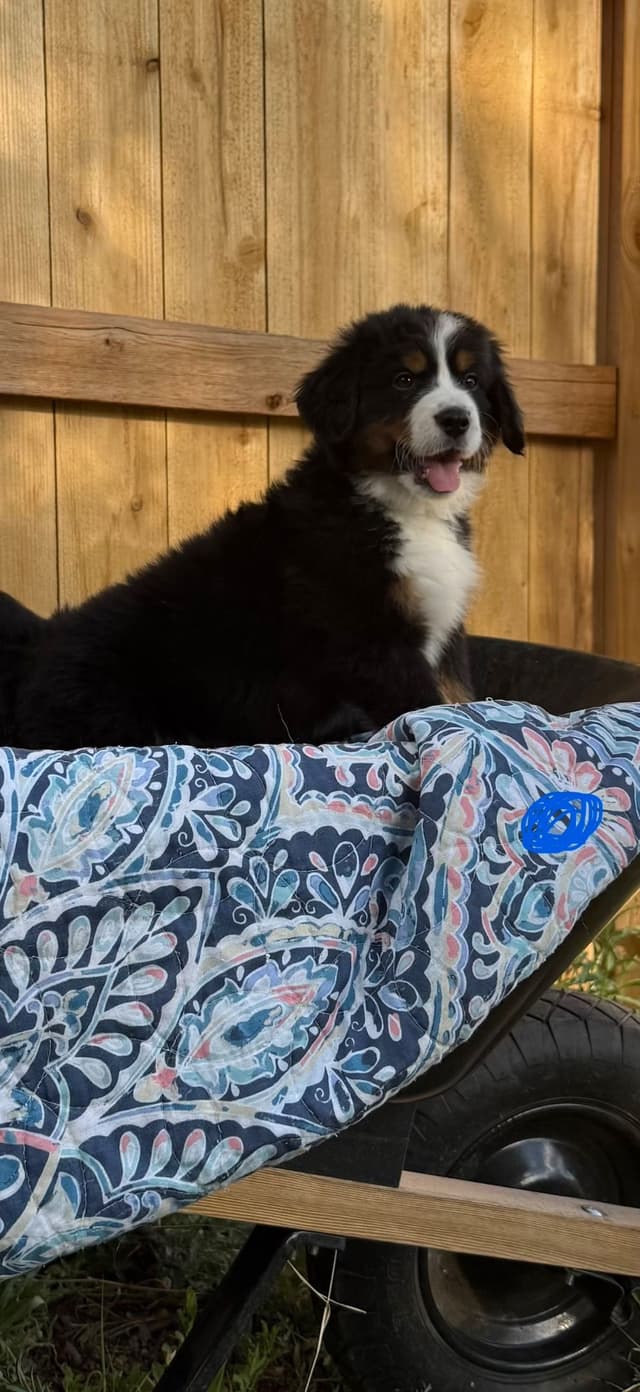 Bernese Mountain Dog Puppies media 10