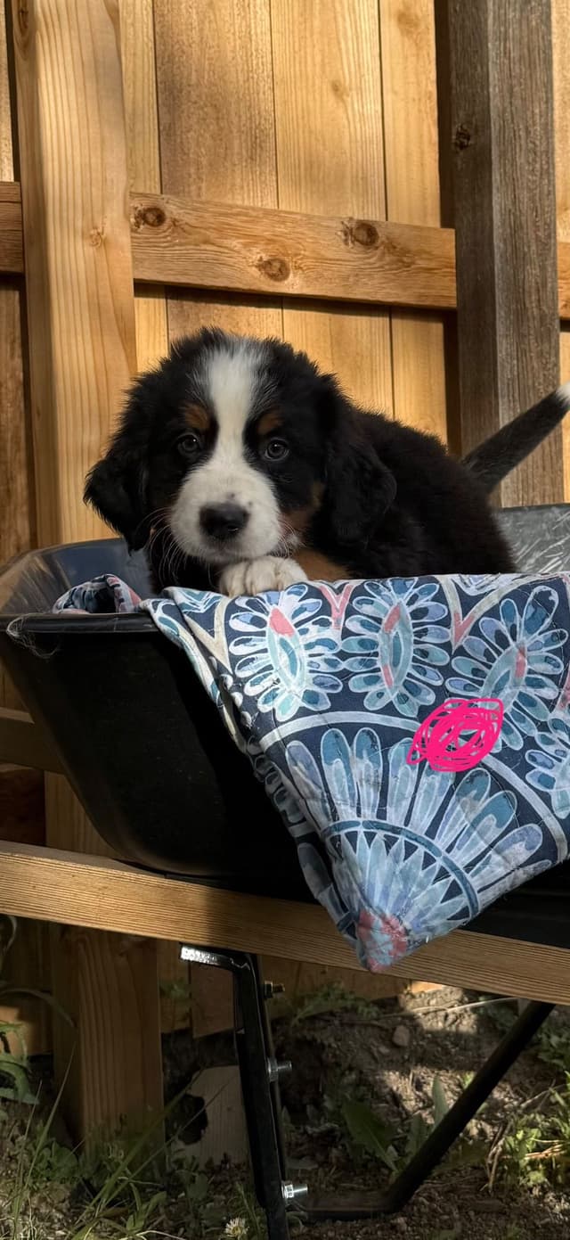 Bernese Mountain Dog Puppies media 11