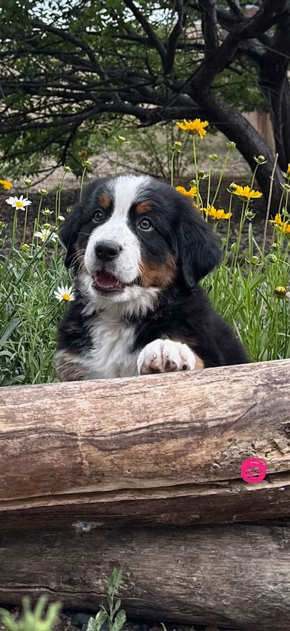 Bernese Mountain Dog Puppies media 12