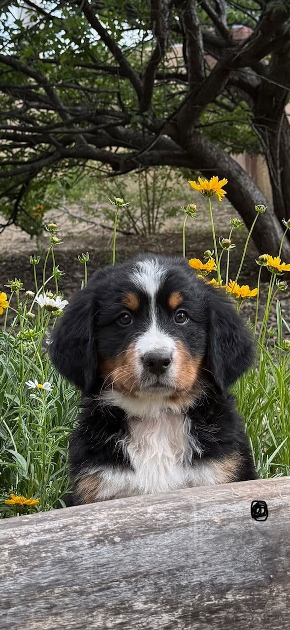 Bernese Mountain Dog Puppies media 13