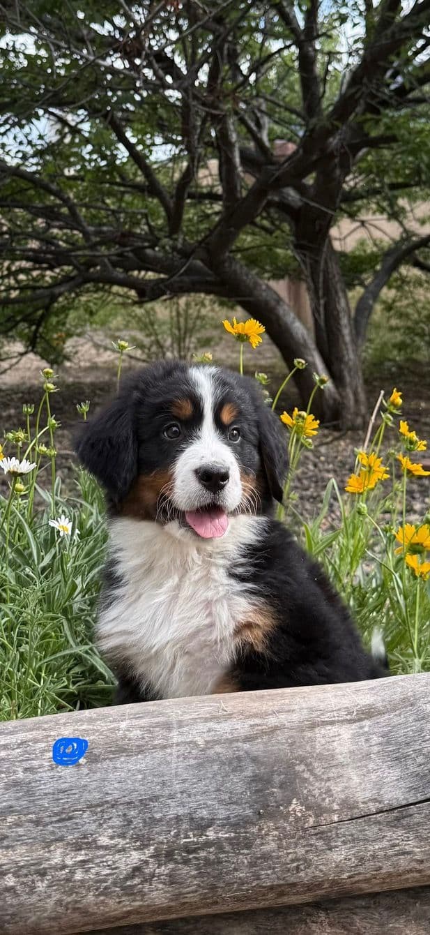 Bernese Mountain Dog Puppies media 14