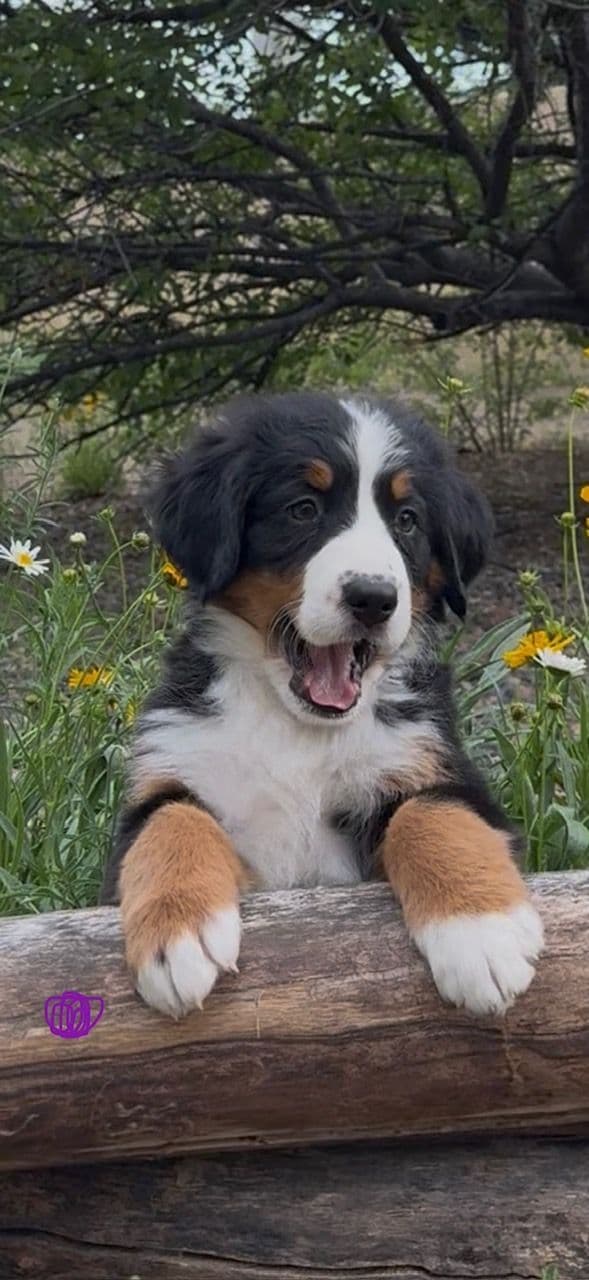 Bernese Mountain Dog Puppies media 15