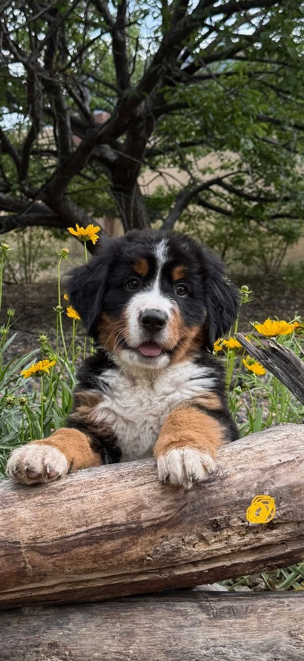 Bernese Mountain Dog Puppies media 16