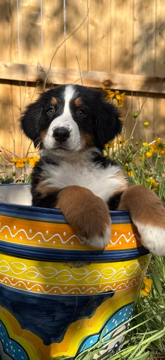 Bernese Mountain Dog Puppies media 17
