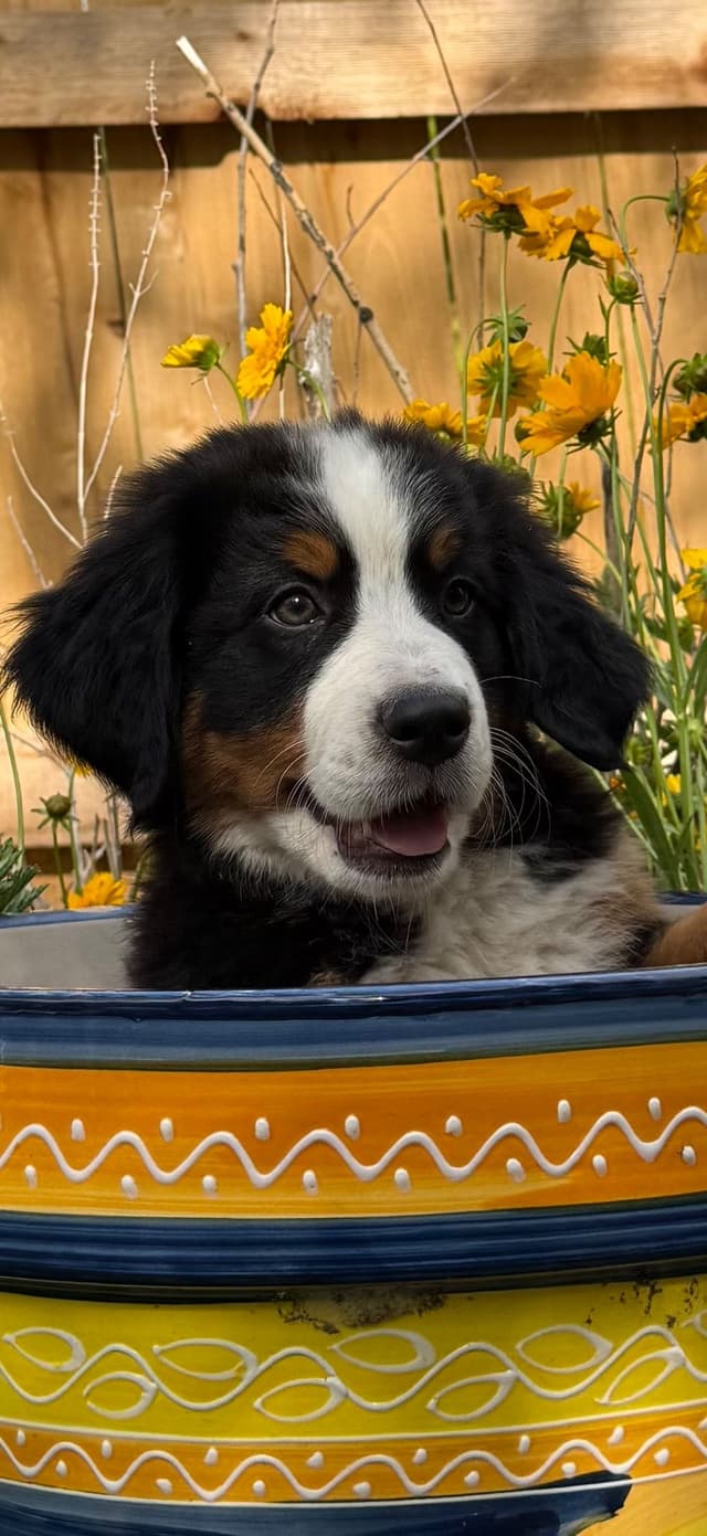 Bernese Mountain Dog Puppies media 20