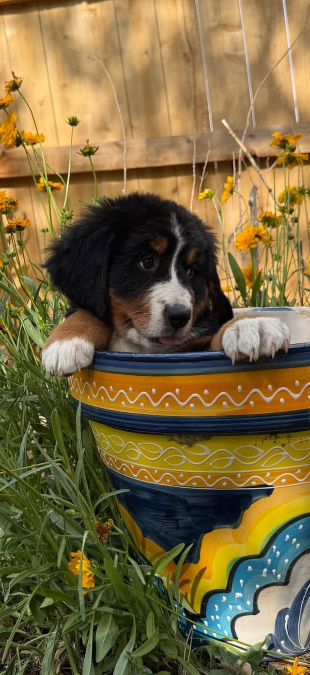Bernese Mountain Dog Puppies media 21