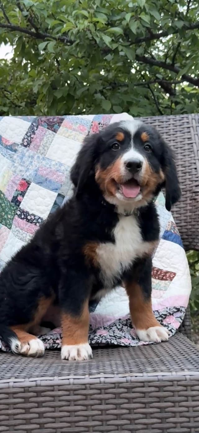 Bernese Mountain Dog Puppies media 22