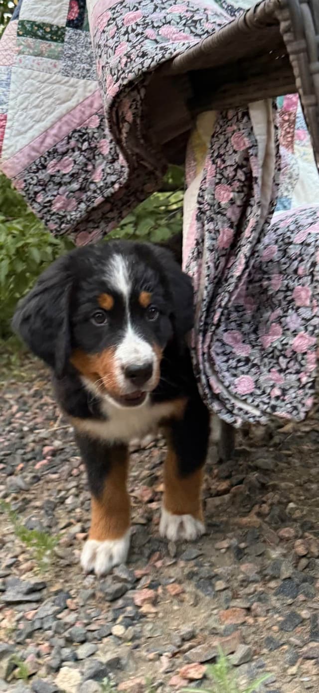 Bernese Mountain Dog Puppies media 23