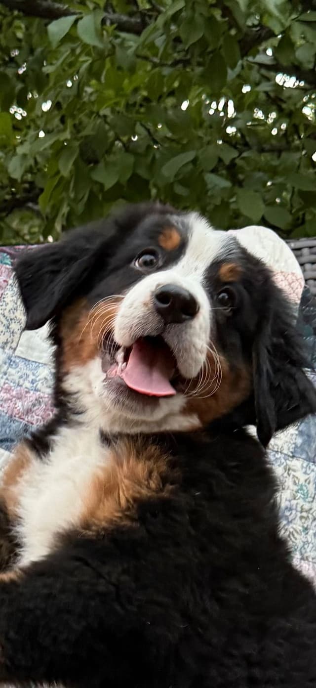 Bernese Mountain Dog Puppies media 24