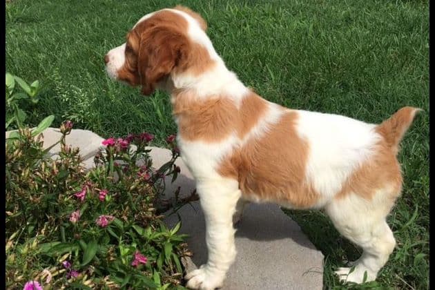 Brittany Puppies breeder image 15