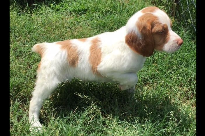 Brittany Puppies breeder image 17