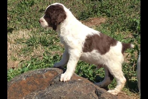 Brittany Puppies breeder image 16