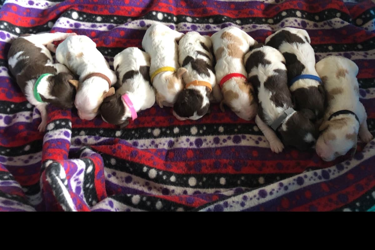Brittany Puppies breeder image 19