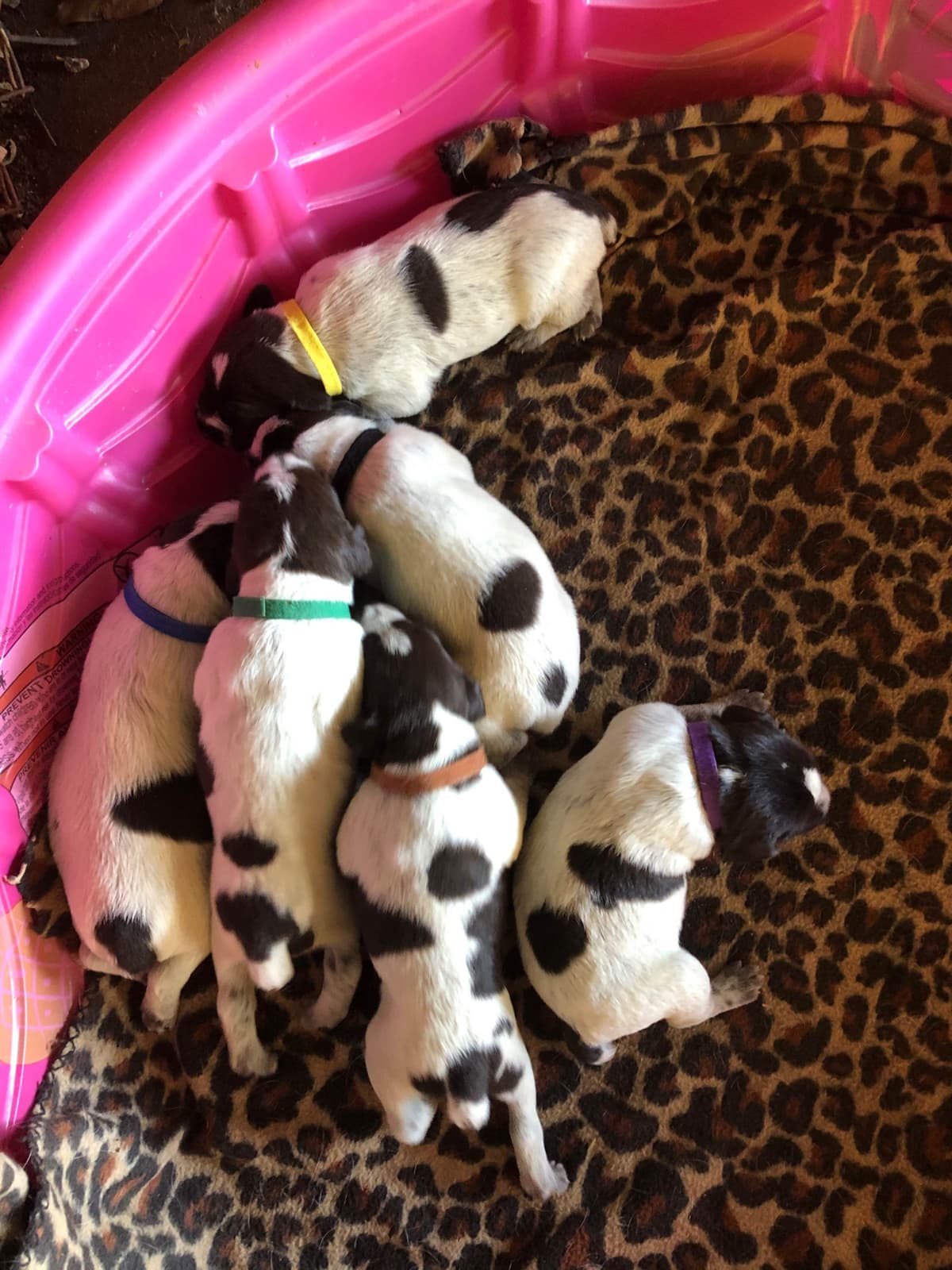 Brittany Puppies breeder image 20