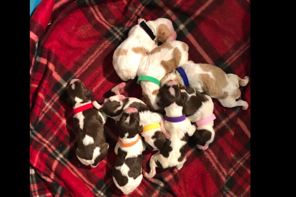 Brittany Puppies breeder image 21